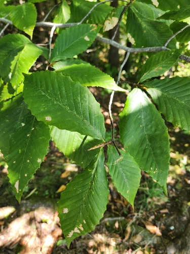 American beech