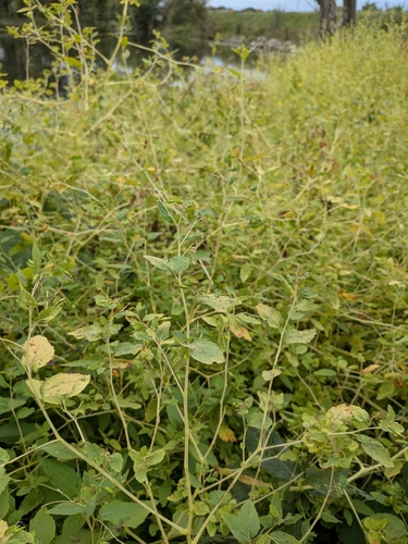 common jewelweed