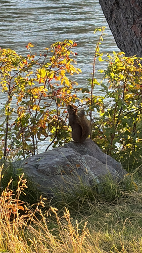 American Red Squirrel