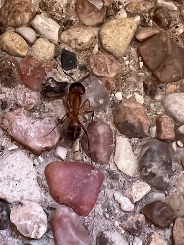 Camponotus festinatus