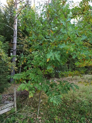 English oak