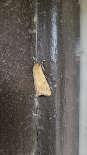 Corn Earworm Moth