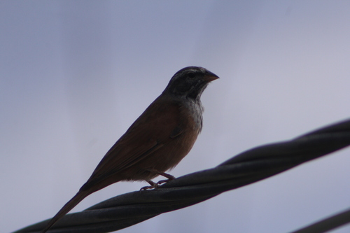 House Bunting