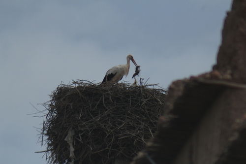 White Stork