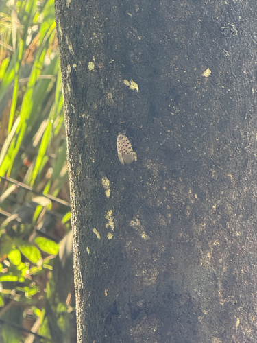 Spotted Lanternfly