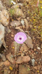 Clarkia arcuata