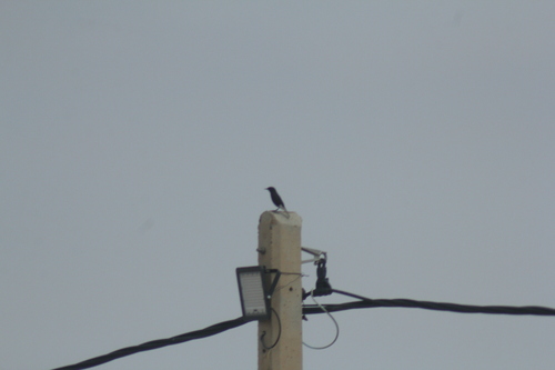 White-crowned Wheatear