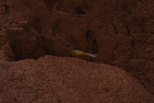 Grey Wagtail