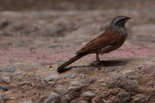 House Bunting