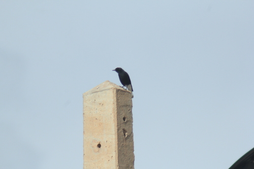 Black Wheatear