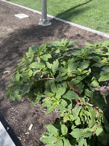 American pokeweed