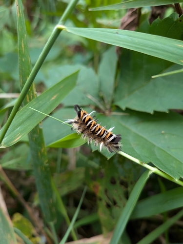 Milkweed Tussock Moth