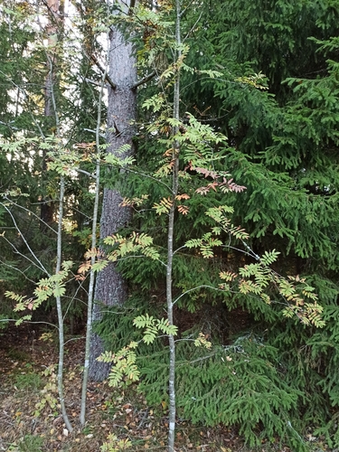 European mountain ash
