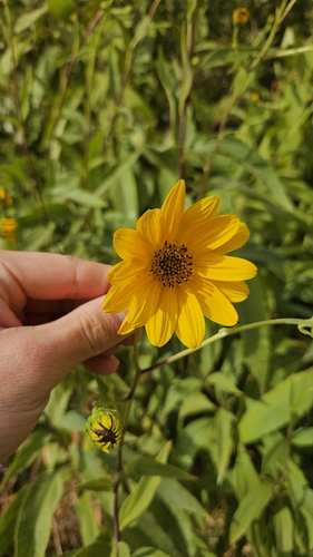 Jerusalem artichoke