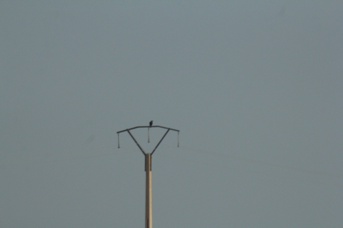 Common Raven