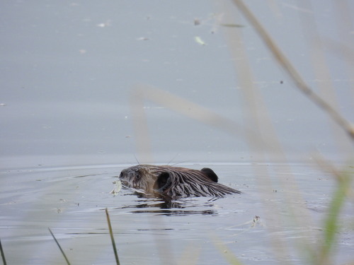American Beaver