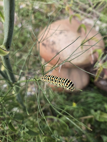 Old World Swallowtail