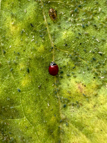 Spotless Lady Beetle