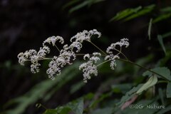 Fingerleaf Rodgersia (Rodgersia aesculifolia)