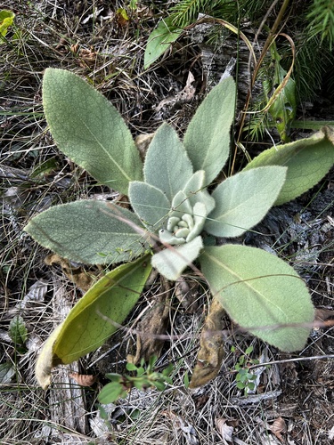 great mullein