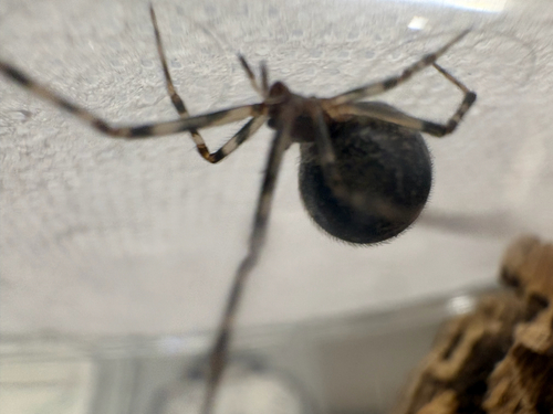 Common House Spider