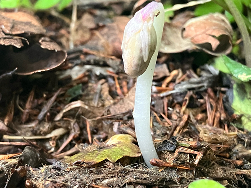 Ghost Pipe