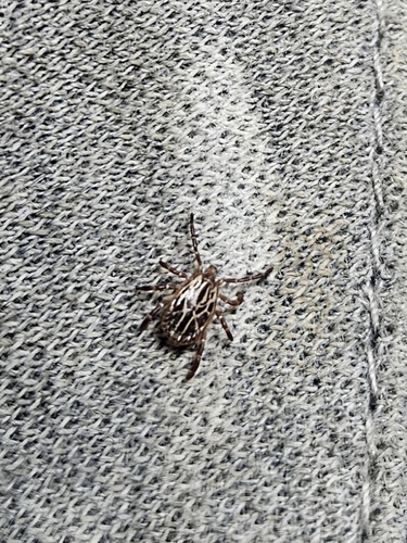 Gulf Coast Tick