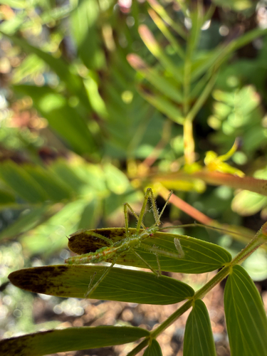 Pale Green Assassin Bug