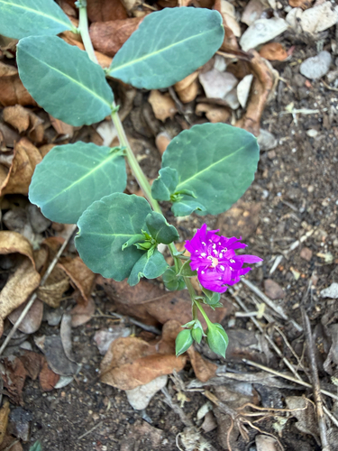 Corbichonia decumbens