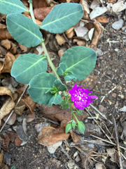 Corbichonia decumbens