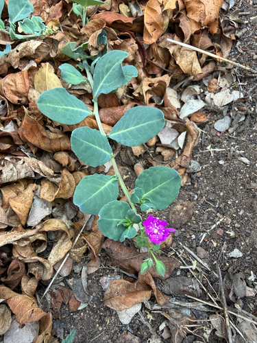 Corbichonia decumbens, photograph 3