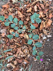 Corbichonia decumbens, photograph (c) Rebecca Ryen-Stols, some rights reserved (CC BY-SA)