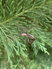 Acanthocephala declivis