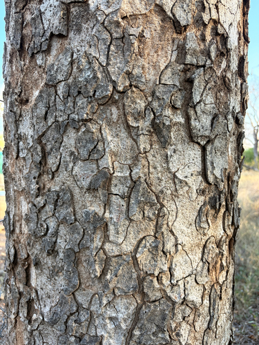 Sclerocarya birrea, photograph 2