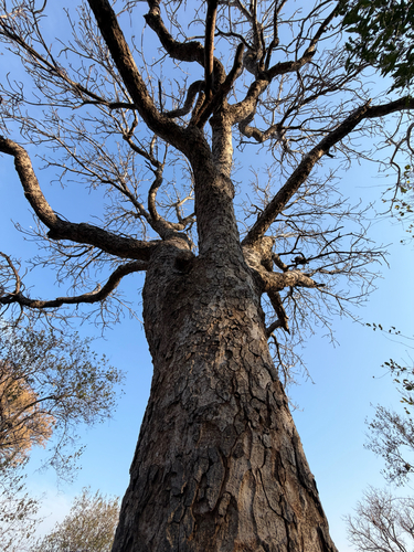 Sclerocarya birrea, photograph 1