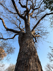 Sclerocarya birrea