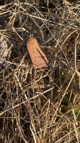 Large Yellow Underwing