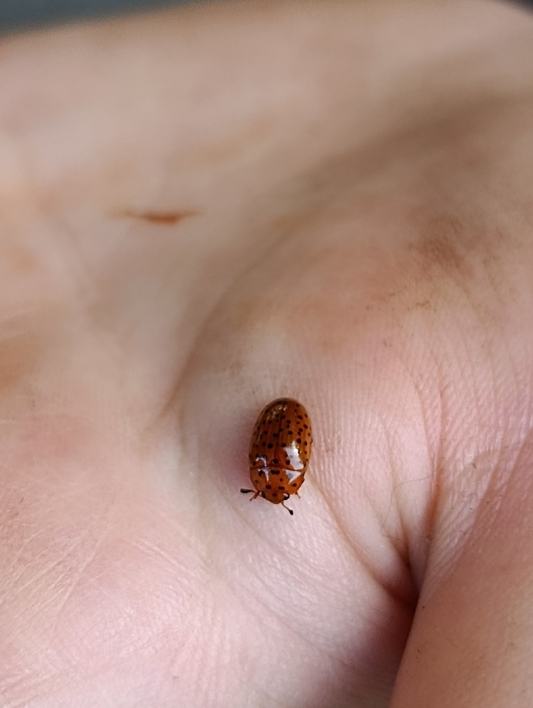 Mycotretus centralis