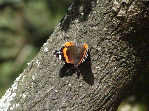 Red Admiral
