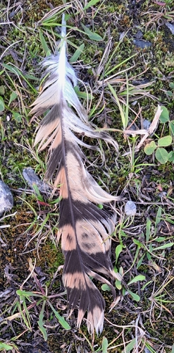 Short-eared Owl