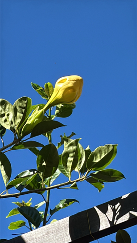 Solandra maxima, 2026-08-27