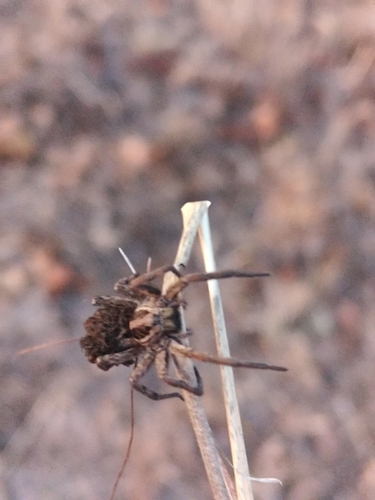 Radiated Wolf Spider