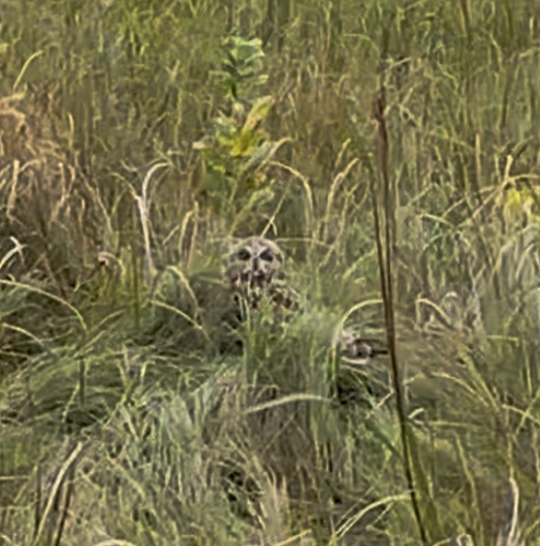 Short-eared Owl
