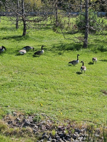 Canada Goose