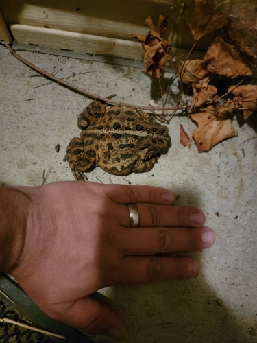 American Toad