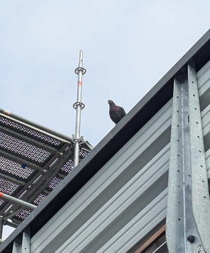 Feral Pigeon