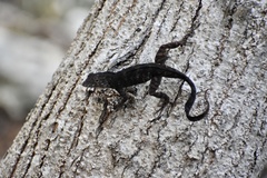 Anolis jubar oriens