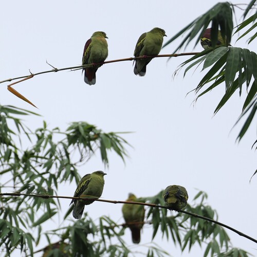 Ashy-headed Green-Pigeon