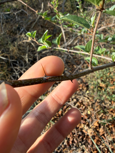 Ziziphus mucronata