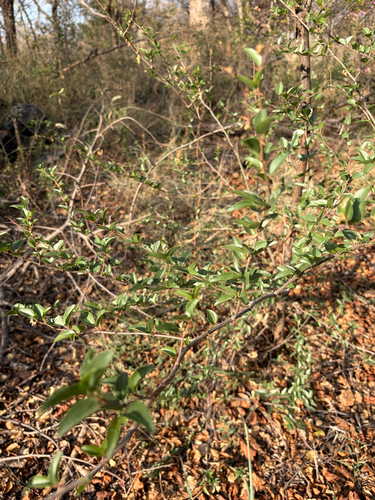 Ziziphus mucronata, photograph 2
